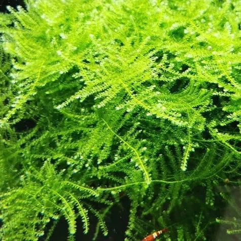 Musgo Nanbei (Nanbei Moss) para Aquários e Terrários