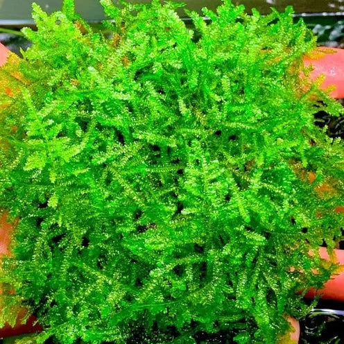 Musgo Nanbei (Nanbei Moss) para Aquários e Terrários
