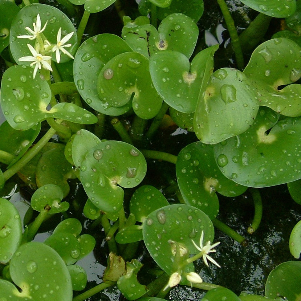 Planta Aquários Heterantera (Heteranthera Reniformis) para Aquários