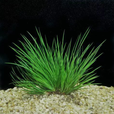 Planta Aquática Acorus Pussilus para Aquários