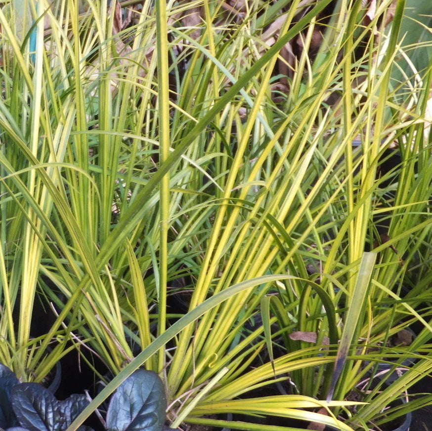 Planta Aquática Acorus Verde (Acorus Gramineus) para Aquários