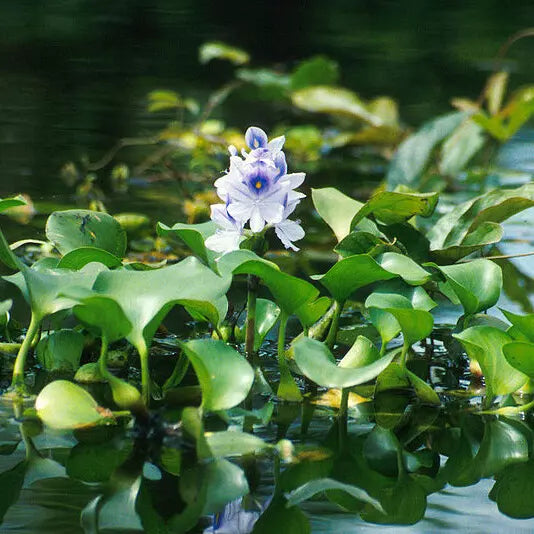 Planta Aquática Aguapé (Eichornia Crassipes) para Aquários e Lagos