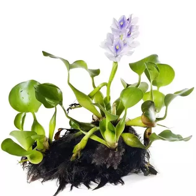 Planta Aquática Aguapé (Eichornia Crassipes) para Aquários e Lagos