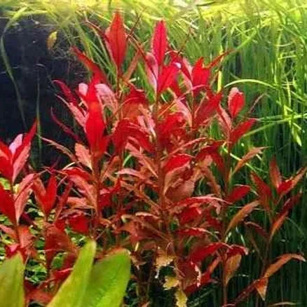 Planta Aquática Alternantera Esplendida (Alternanthera Esplendida) para Aquários
