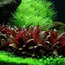 Planta Aquática Alternanthera Mini para Aquários