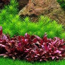 Planta Aquática Alternanthera Mini para Aquários